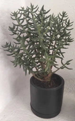 Crassula Tetragona