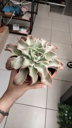 Echeveria Madiba