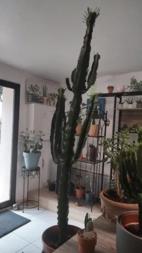 Grande Euphorbia Erythrea