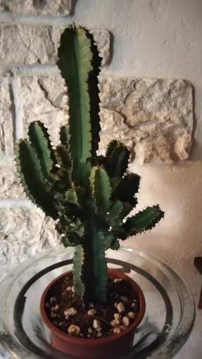 Marché locale avec cactus et succulentes disponible à Saint-Quentin-la-Poterie , Uzès, Les Jardins d'Alain