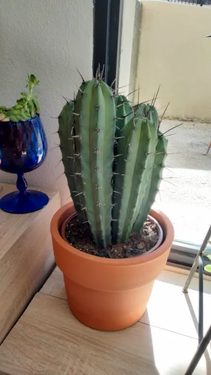 Acheter un Myrtillocactus geometrizans avec un pot décoratif, Uzès, Les Jardins d'Alain / Les Cactus De Julie