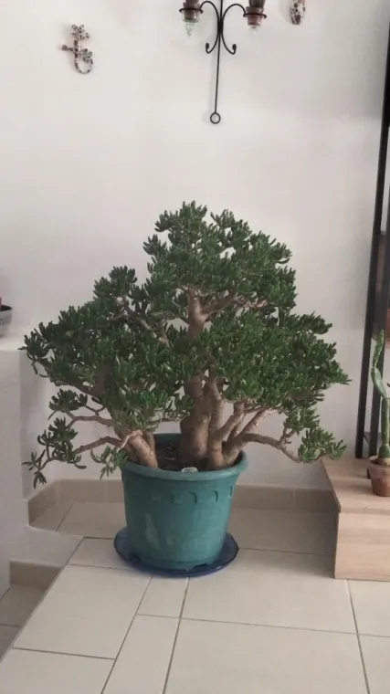 Acheter des succulentes dans une boutique de plantes grasses à Uzès, Uzès, Les Jardins d'Alain / Les cactus de Julie