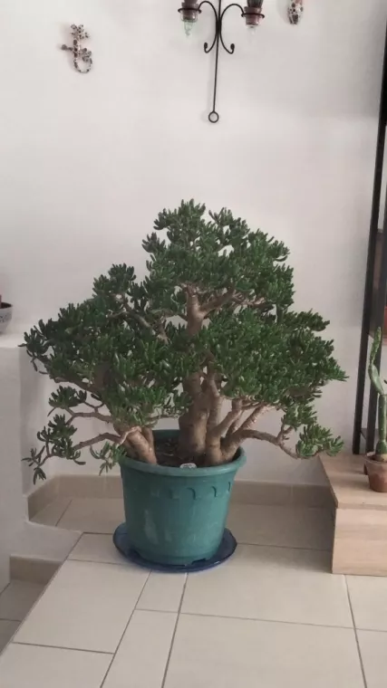 Acheter des succulentes dans une boutique de plantes grasses à Uzès, Uzès, Les Jardins d'Alain / Les cactus de Julie