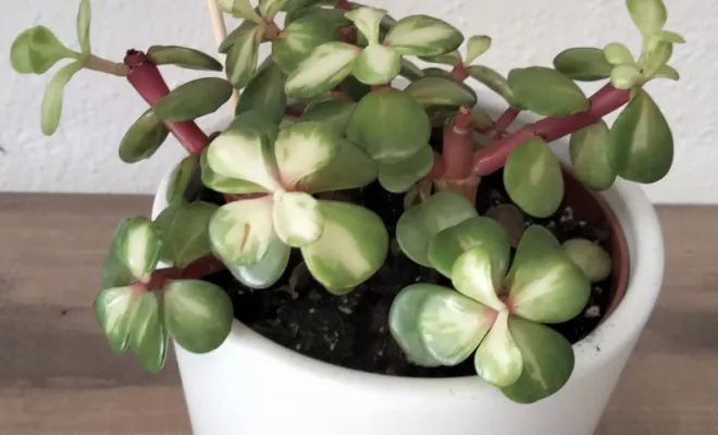 Acheter un pourpier dans une boutique de plantes grasses