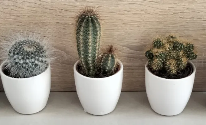 Acheter des minis cactus avec un pot décoratif, Saint Quentin La Poterie (Gard ) Les Jardins d'Alain / Les Cactus De Julie