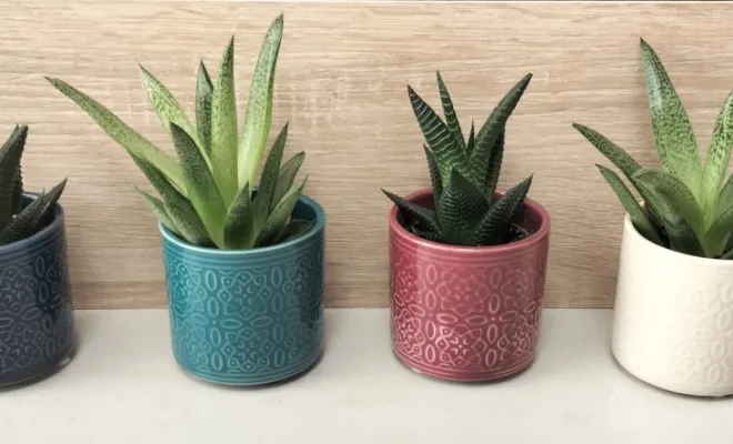 Acheter une succulentes avec un pot décoratif 