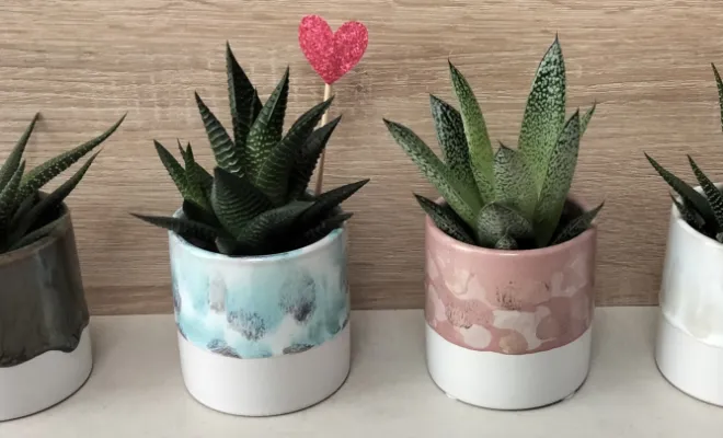 Acheter une succulentes avec un pot décoratif 