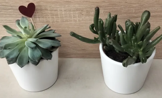 Acheter une Crassula Ovata Gollum / une Echeveria Pulidonis dans un pot décoratif 