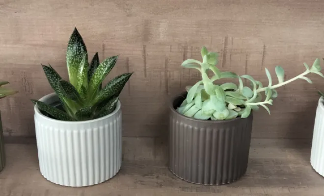 Acheter une succulentes avec un pot décoratif 