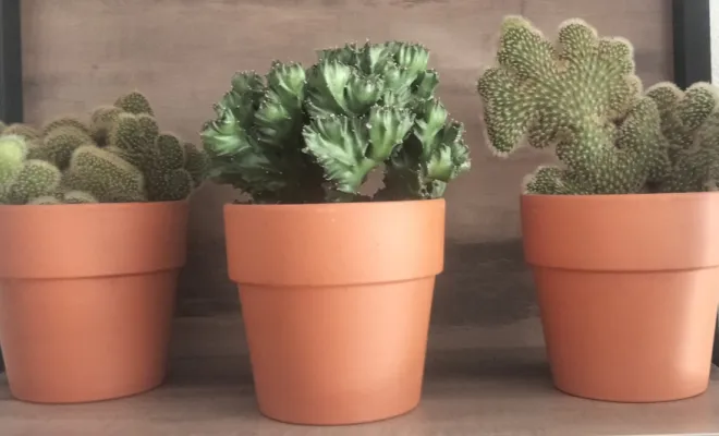 Acheter un cactus avec un pot décoratif, Saint Quentin La Poterie (Gard ) Les Jardins d'Alain / Les Cactus De Julie