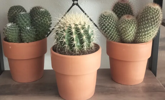 Acheter un cactus avec un pot décoratif, Saint Quentin La Poterie (Gard ) Les Jardins d'Alain / Les Cactus De Julie