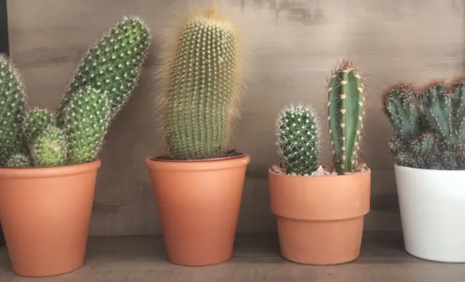 Acheter un cactus avec un pot décoratif, Saint Quentin La Poterie (Gard ) Les Jardins d'Alain / Les Cactus De Julie