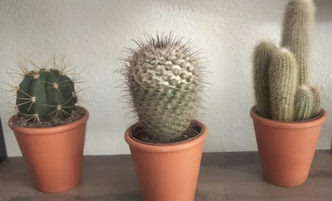Acheter un cactus avec un pot décoratif, Saint Quentin La Poterie (Gard ) Les Jardins d'Alain / Les Cactus De Julie