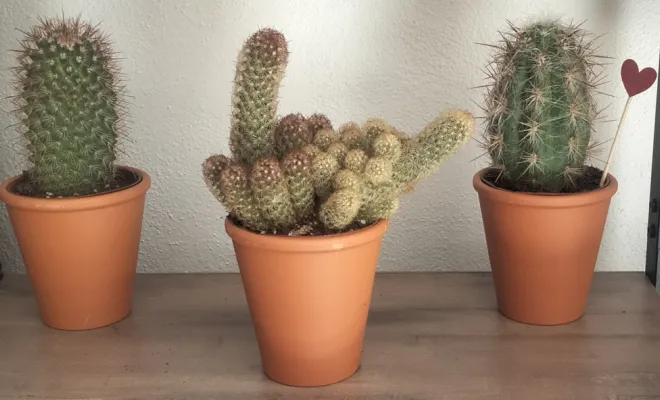 Acheter un cactus avec un pot décoratif, Saint Quentin La Poterie (Gard ) Les Jardins d'Alain / Les Cactus De Julie