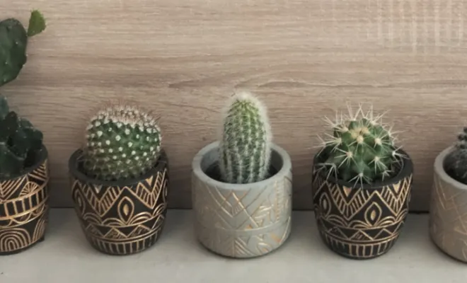 Acheter un cactus avec un pot décoratif, Saint Quentin La Poterie (Gard ) Les Jardins d'Alain / Les Cactus De Julie