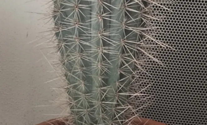 Acheter un Pachycereus Pringlei avec un pot décoratif, Saint Quentin La Poterie (Gard ) Les Jardins d'Alain / Les Cactus De Julie