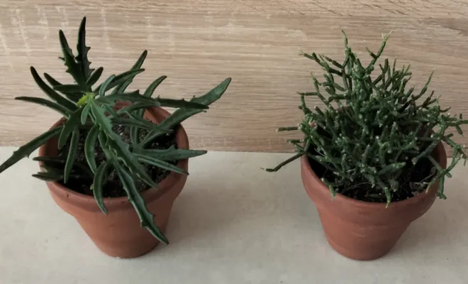 Acheter une Rhipsalis Baccifera / Rhipsalis  Heteroclada avec un pot décoratif 
