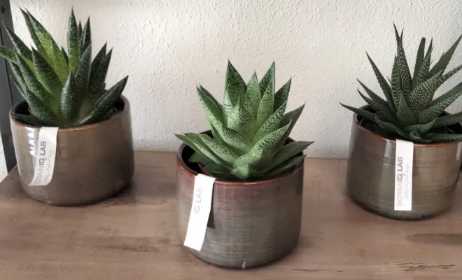 Acheter une Variété d'Aloé avec un pot décoratif 