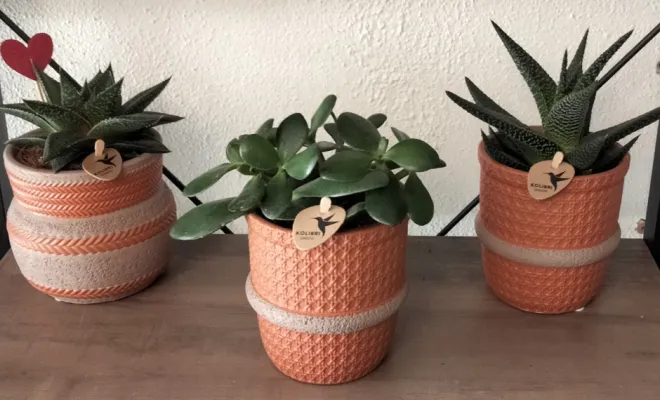 Acheter une succulentes avec un pot décoratif 