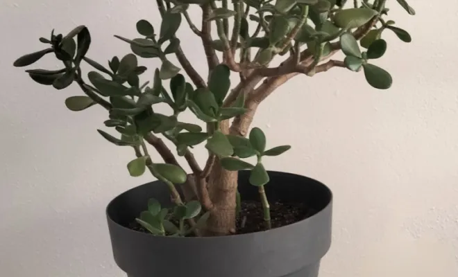 Acheter un Arbre de Jade avec un pot décoratif 