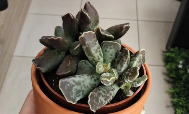 Adromischus