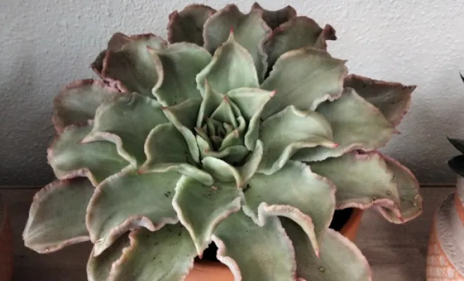 Echeveria Madiba 