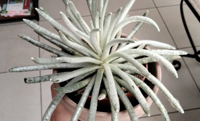 Senecio Melangee