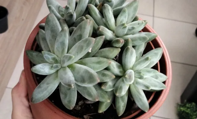 Pachyphyrum Hookerie