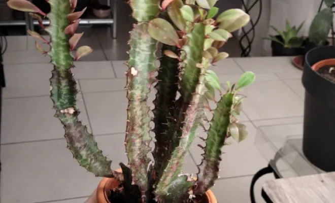 Euphorbe Trigona Red