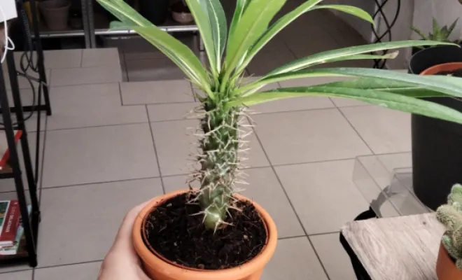 Pachypodium
