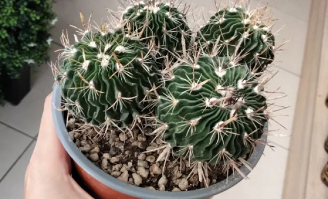 Stenocactus Multicostatus