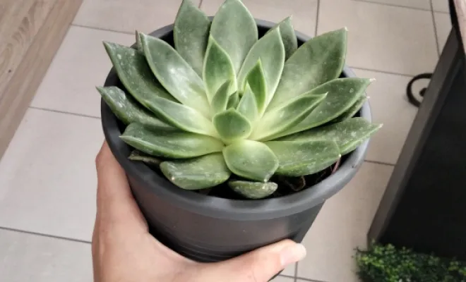 Echeveria 