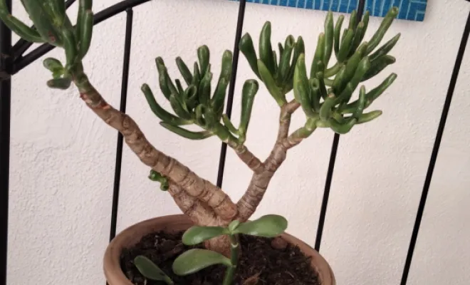 Crassula Ovata Gollum