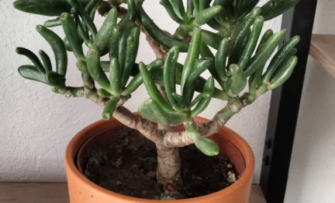 Crassula Ovata Gollum