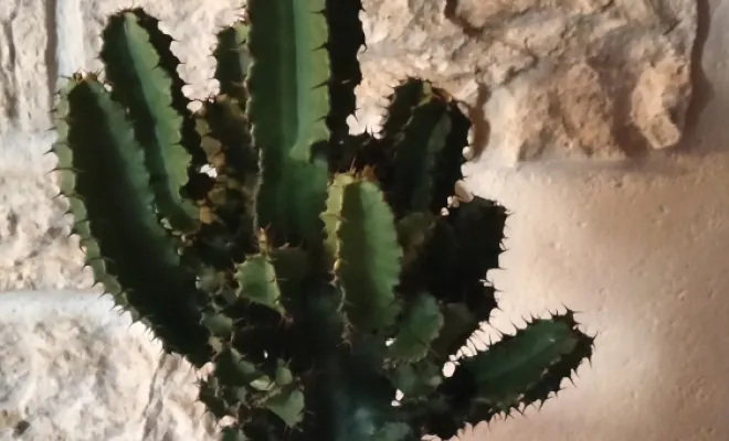 Euphorbia Erythrea