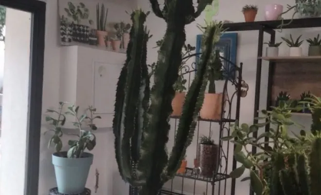 Grande Euphorbia Erythrea Vendue